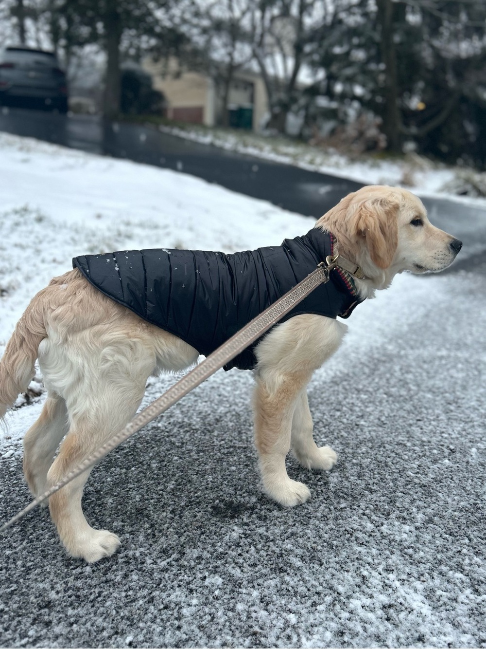 Pendleton Reversible Dog Puffer Coat - Cozy Winter Jacket for Dogs